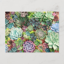 Cartão Postal Jardim de Suculentos Coloridos