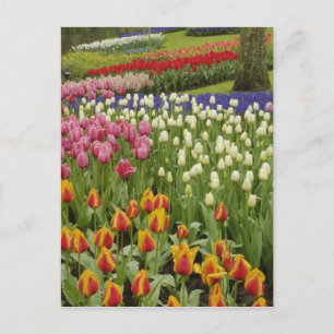 Cartão Postal Jardim de tulipas e jacintos, Jardins Keukenhof,
