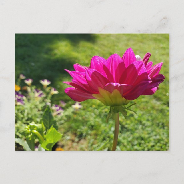 Cartão Postal Jardim de Verão (Frente)