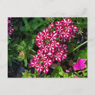 Cartão Postal Jardim de Verão