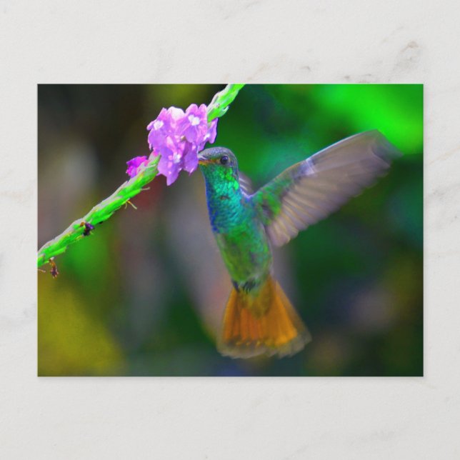 Cartão Postal Jardim do Hummingbird (Frente)