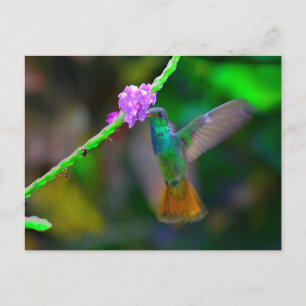 Cartão Postal Jardim do Hummingbird