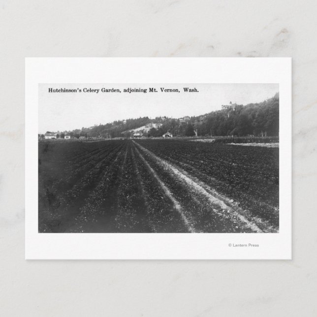 Cartão Postal Jardim do Hutchinson Celery (Frente)