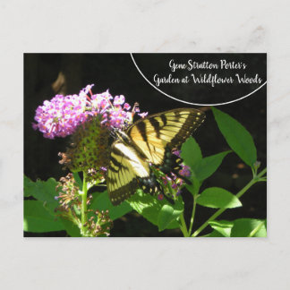 Cartão Postal Jardim do Porter Gene Stratton em Wildflower Woods