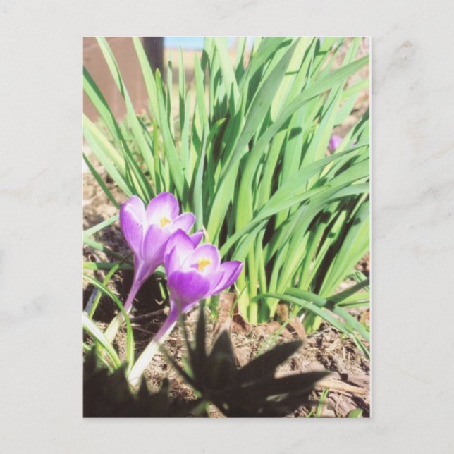 Cartão Postal Jardim do primavera da avó (Frente)