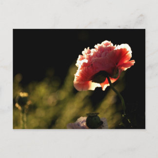 Cartão Postal Jardim do vizinho