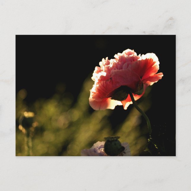 Cartão Postal Jardim do vizinho (Frente)