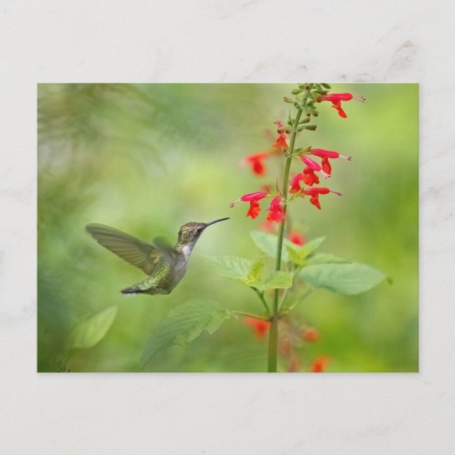 Cartão Postal Jardim dos Sonhos de Hummingbird (Frente)