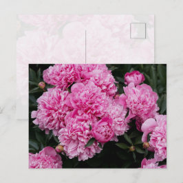 Cartão Postal Jardim Floral de Peônia Rosa Luxuriante Arte Fina