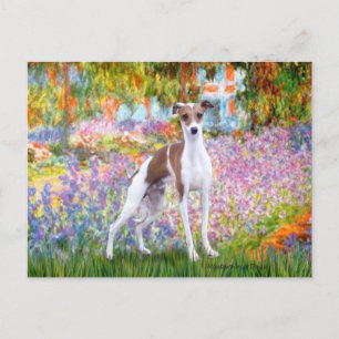 Cartão Postal Jardim - Galgo Italiano 7