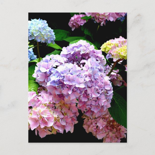 Cartão Postal Jardim Hydrangea, rosa, azul, floral roxo (Frente)