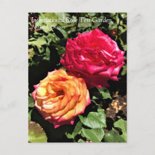 Cartão Postal Jardim Internacional de Teste de Rosas, Portland,