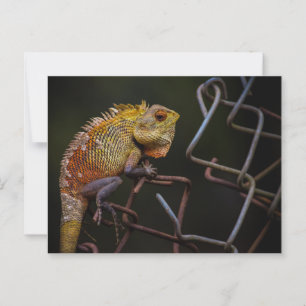 Cartão Postal Jardim Oriental Lizard