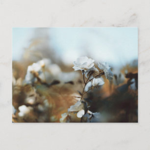 Cartão Postal Jardim Sonhador de Rosas Brancas com Bokeh Suave V
