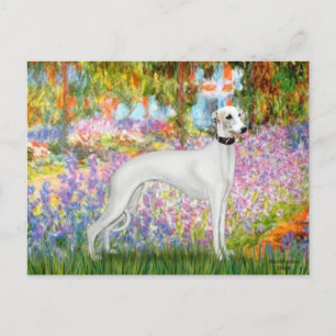 Cartão Postal Jardim - Whippet 11b