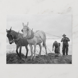 Cartão Postal Jardinagem Orgânica Original, Fazenda Antiga