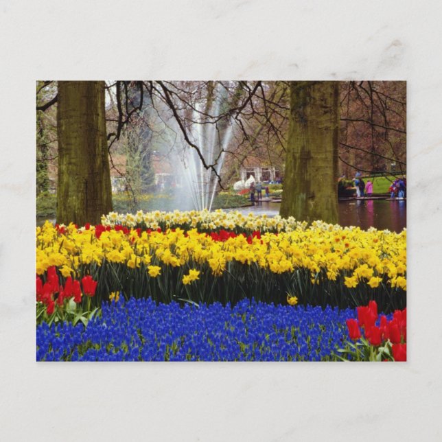Cartão Postal jardins amarelos de Keukenhof, Amesterdã, Países B (Frente)