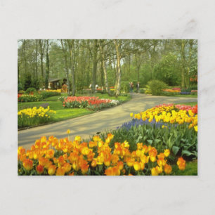 Cartão Postal Jardins amarelos de Keukenhof perto de Haarlem, Pa