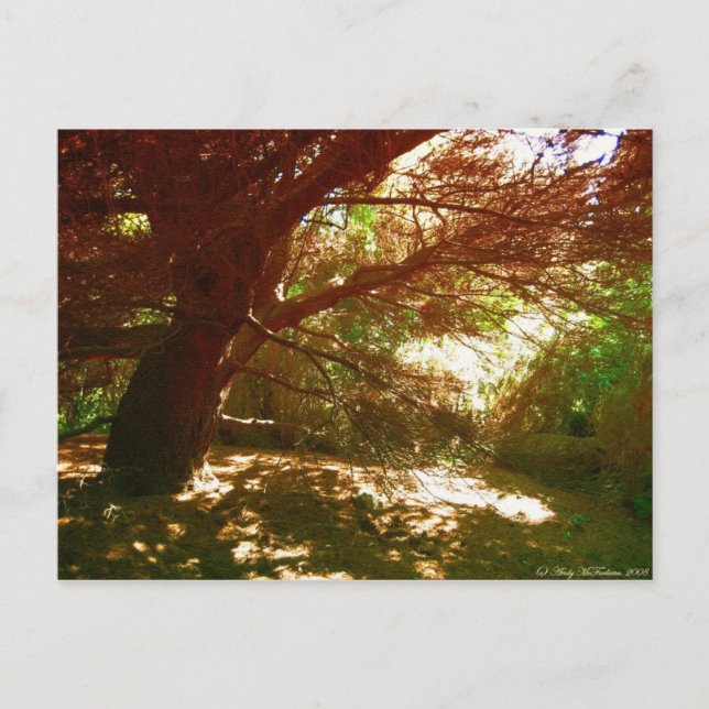 Cartão Postal Jardins Botânicos (Frente)