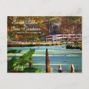 Cartão Postal Jardins da Íris do Lago dos Cisnes, Sumter, Caroli