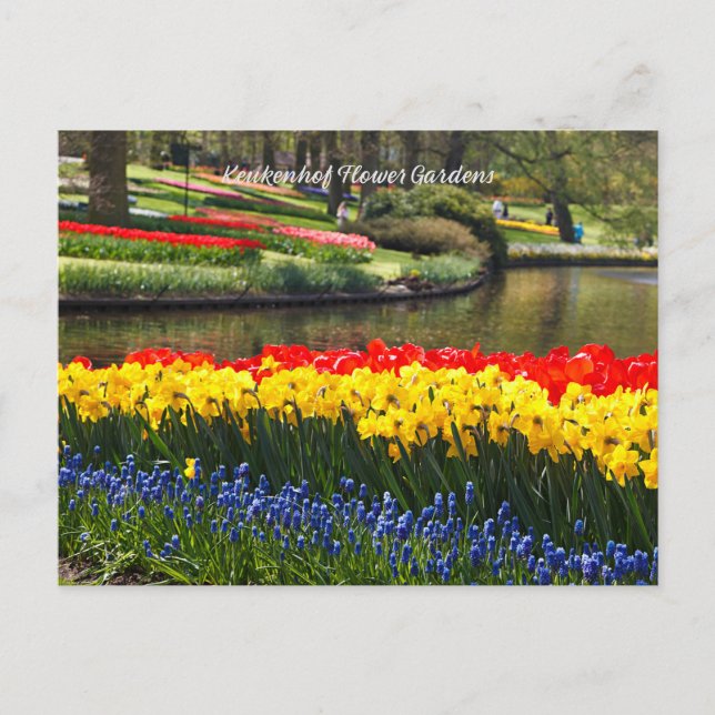 Cartão Postal Jardins Flores de Keukenhof (Frente)