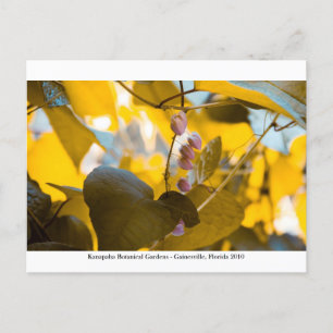 Cartão Postal Jardins Kanapaha - Gainesville 015