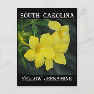 Cartão Postal Jasmim-amarelo da Carolina do Sul
