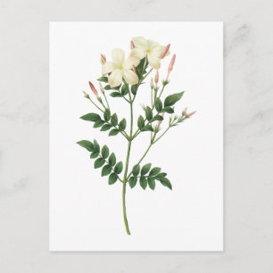 Cartão Postal jasmim(Jasminum grandiflorum) por Redouté