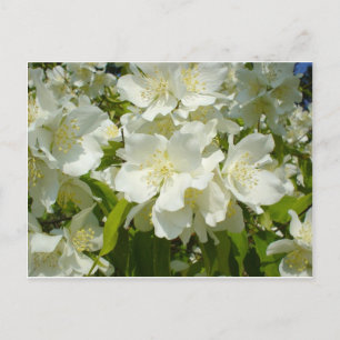 Cartão Postal: Jasmine