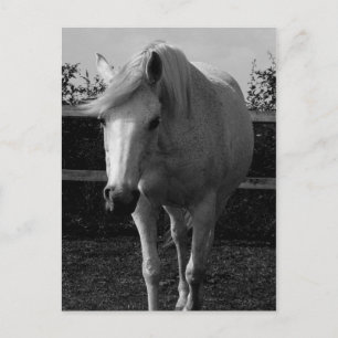 Cartão Postal Jasmine