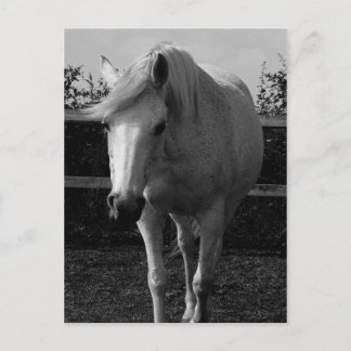 Cartão Postal Jasmine