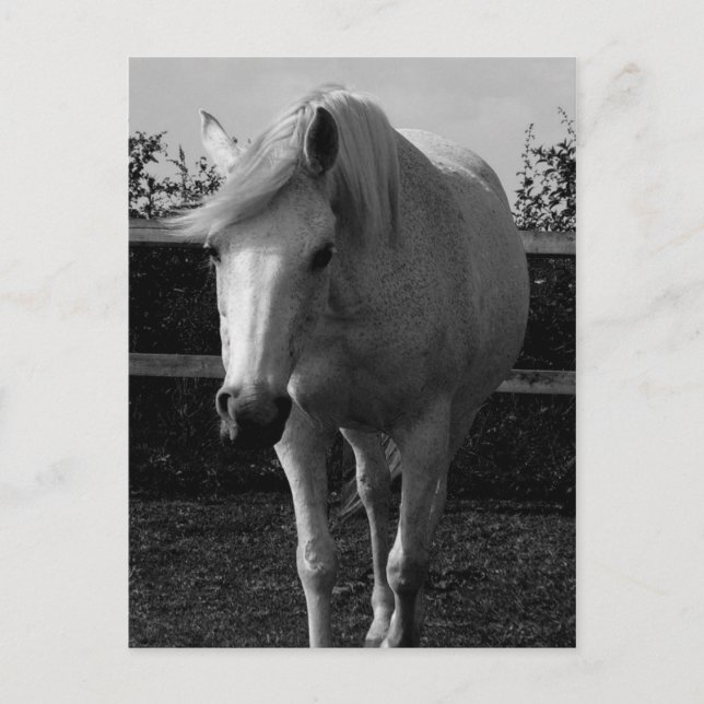 Cartão Postal Jasmine (Frente)