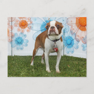 Cartão Postal Jasmine - Boston Terrier