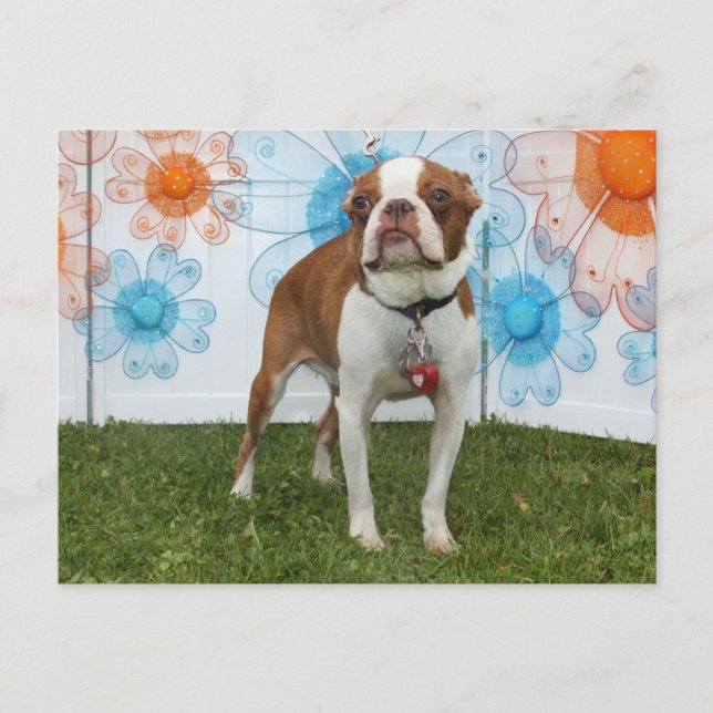 Cartão Postal Jasmine - Boston Terrier (Frente)