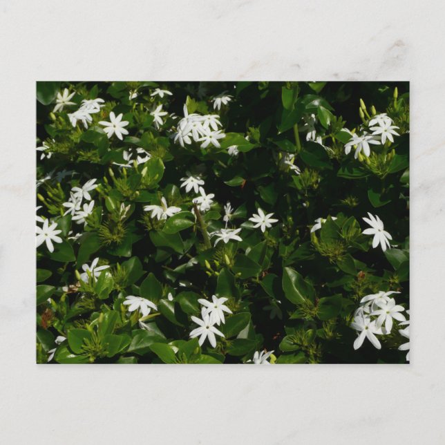 Cartão Postal Jasmine Flowers Tropical Floral Botânica (Frente)