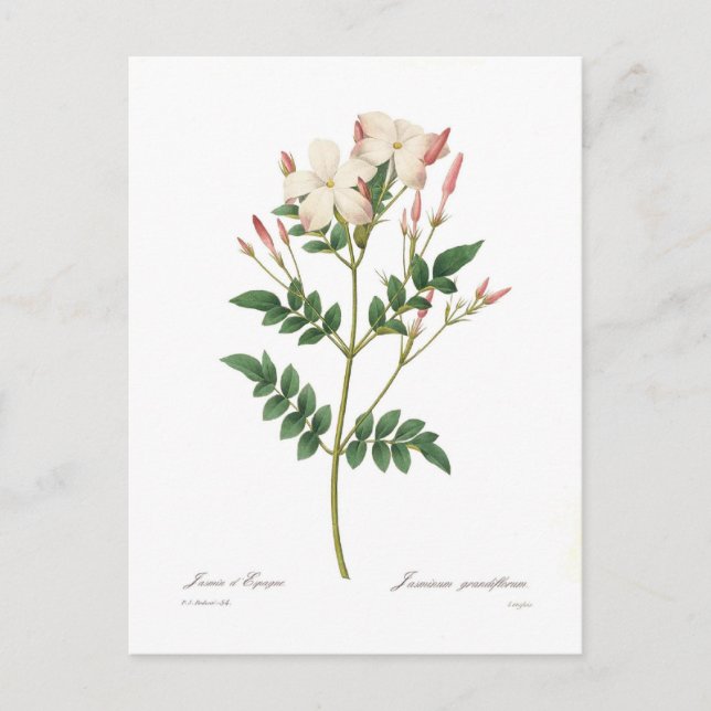 Cartão Postal Jasminum grandifloro (Frente)