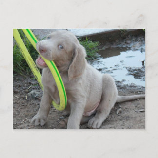 Cartão Postal Jasper tem