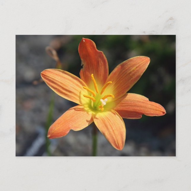 Cartão postal Java (Frente)