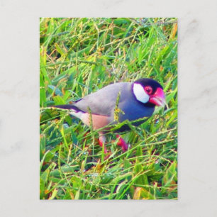 Cartão Postal Java Sparrow na grama do Havaí