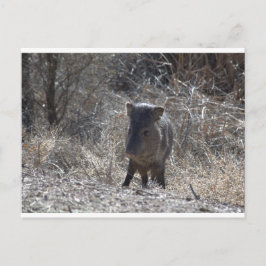 Cartão Postal Javalina