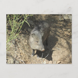 Cartão Postal Javelina