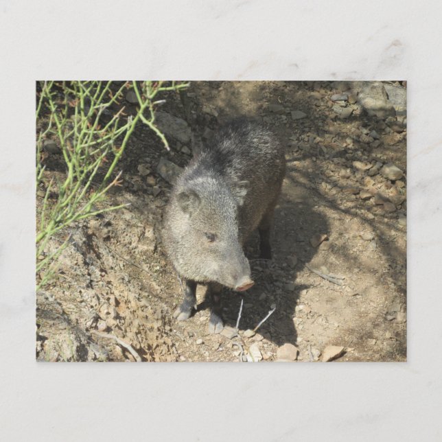 Cartão Postal Javelina (Frente)