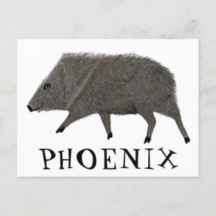 Cartão Postal Javelina PHOENIX Deserto Natureza Selvagem Animal