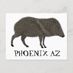 Cartão Postal Javelina PHOENIX Deserto Natureza Selvagem Animal