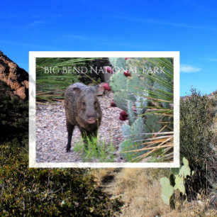 Cartão Postal Javelina, Queixada, Figo-da-índia, Big Bend