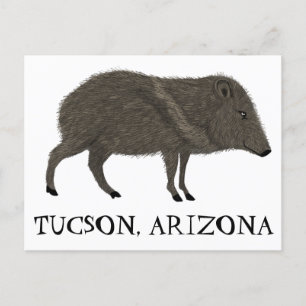 Cartão Postal Javelina TUCSON Desert Wild Animal Peccary Nature