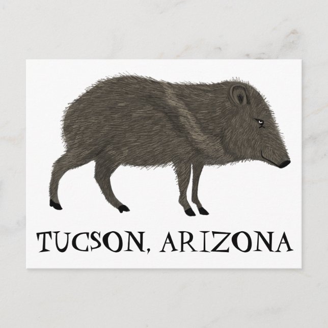 Cartão Postal Javelina TUCSON Desert Wild Animal Peccary Nature (Frente)