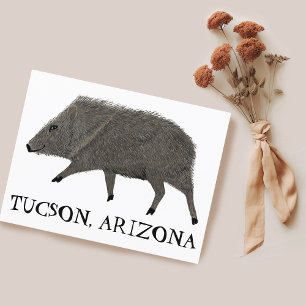 Cartão Postal Javelina TUCSON Desert Wild Animal Peccary Nature