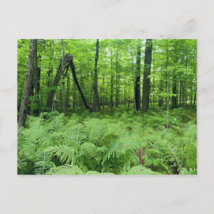 Cartão Postal Jay Cooke State Park Ferns e Forest