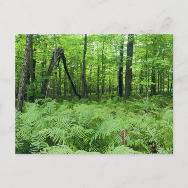 Cartão Postal Jay Cooke State Park Ferns e Forest (Frente)